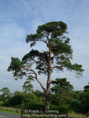 Tree at the Road